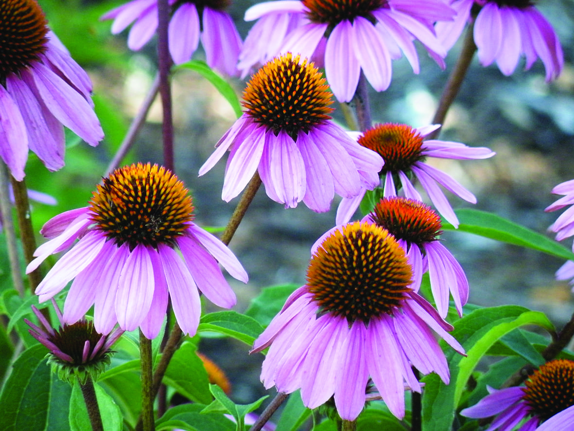 Best Bulbs for Autumn Planting Into The Vale