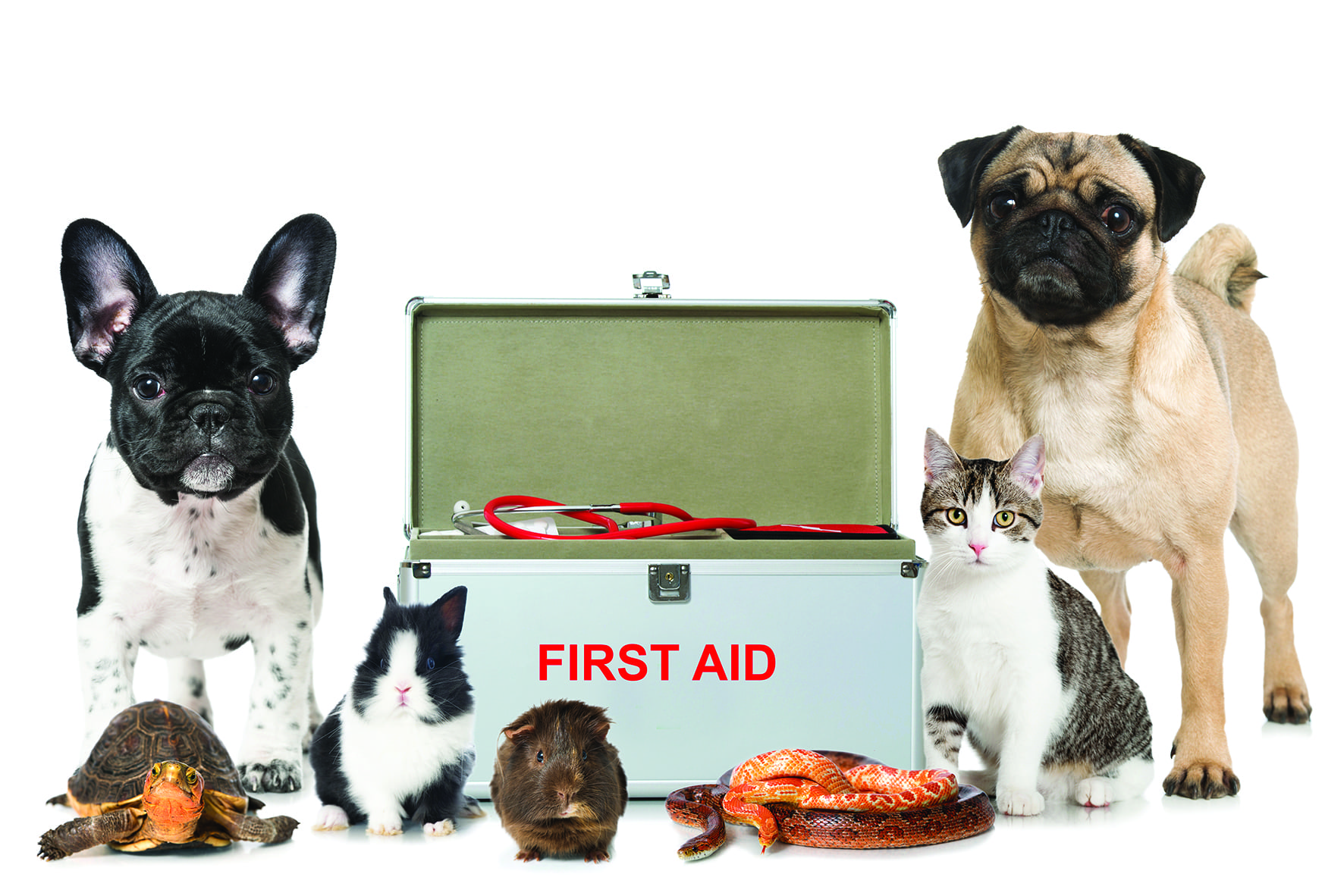 First Aid for your Pet