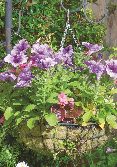 Complement your Garden with Hanging Baskets