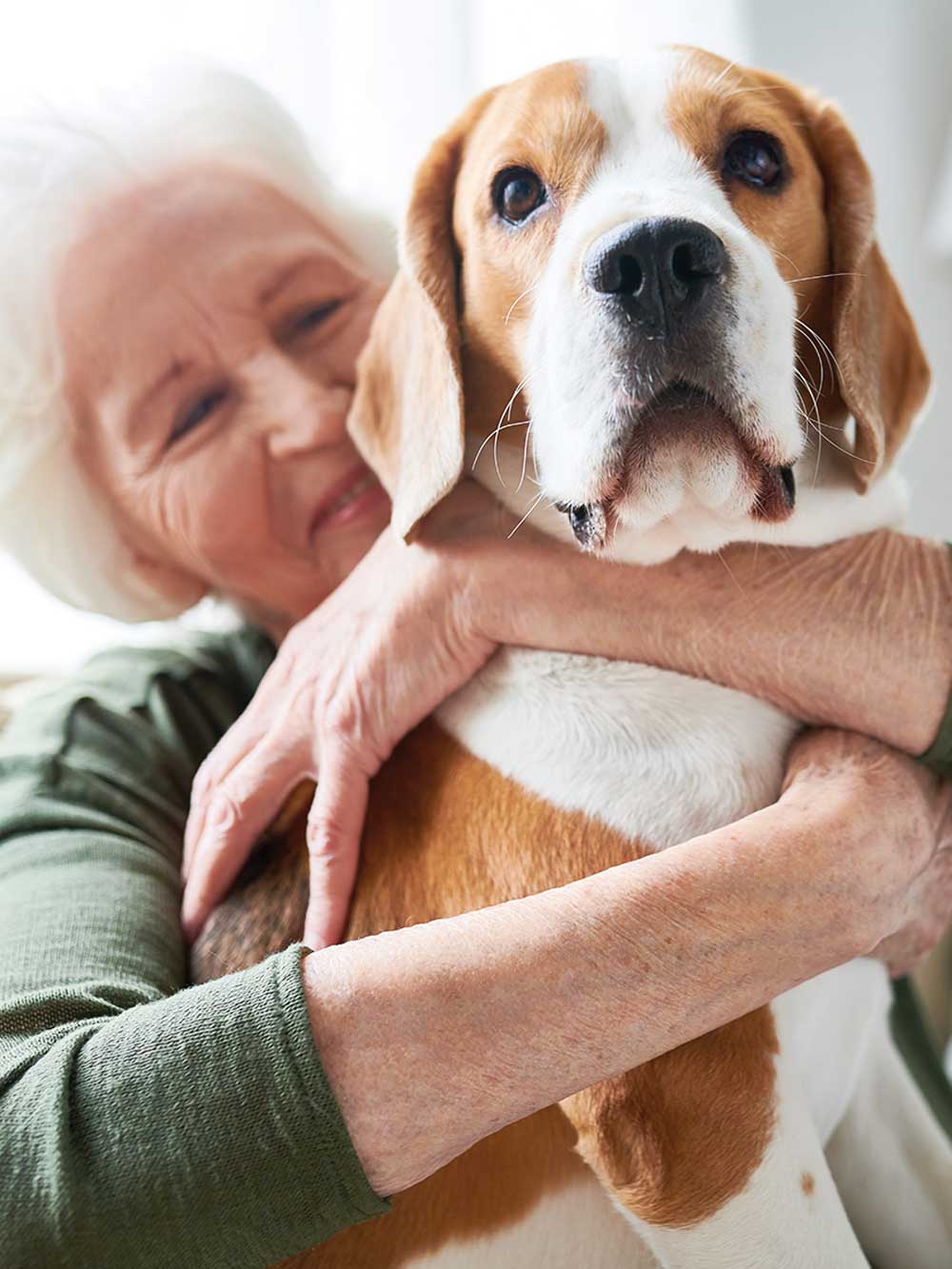 Looking after old age pets