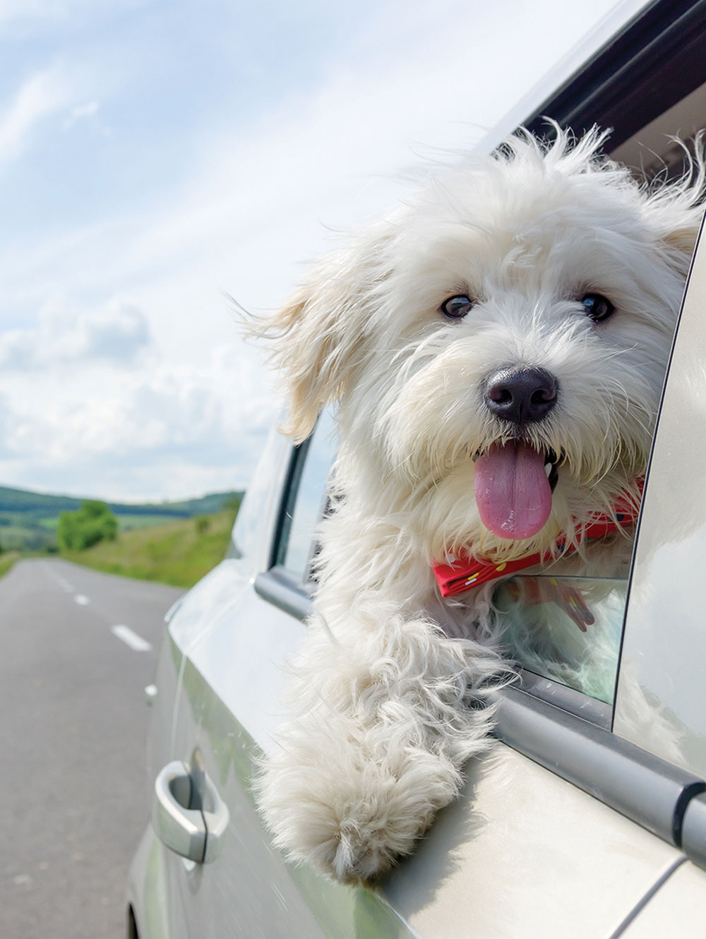 How to ‘Stay-cation’ with your Pets
