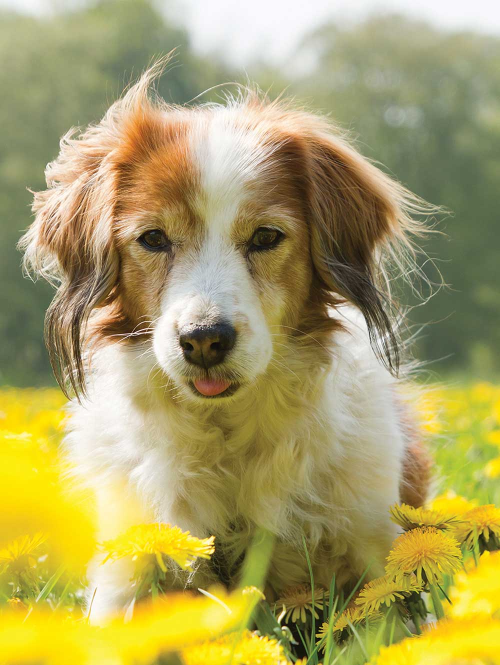 Keeping your Pet Safe in Cold Weather