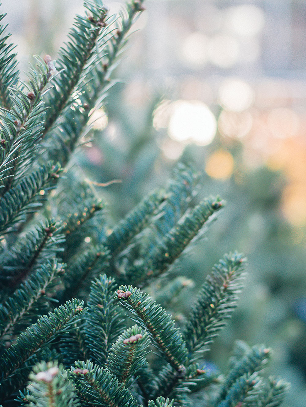 How to make the best of your Christmas tree