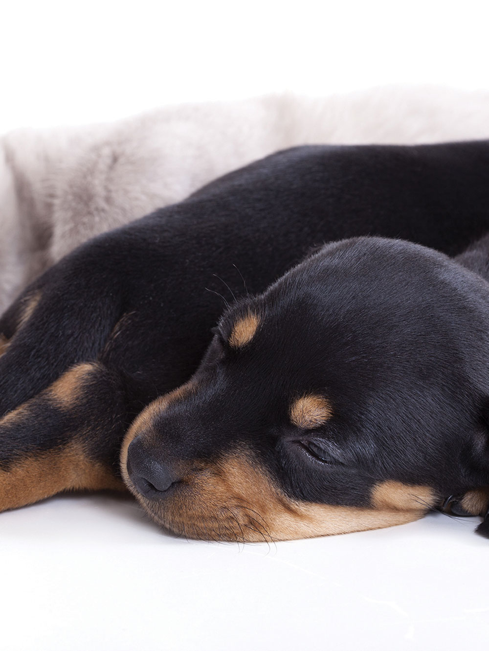 Keep pets stress free at Christmas