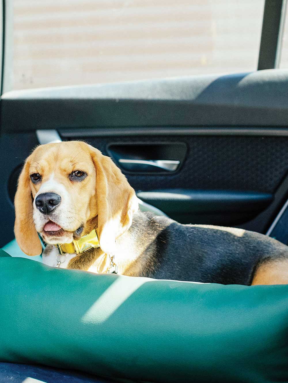 Travelling Safely with your Dogs