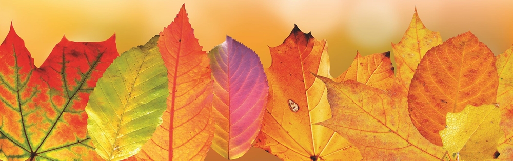 Turn your Autumn Leaves into Leaf Mould