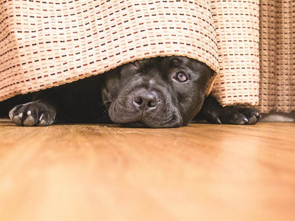 Preparing Pets for the Fireworks Season