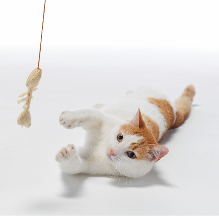 Keeping your Pet Happy & Healthy