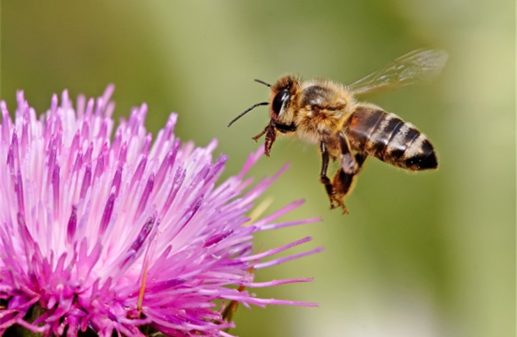 Creating a Garden for Wildlife