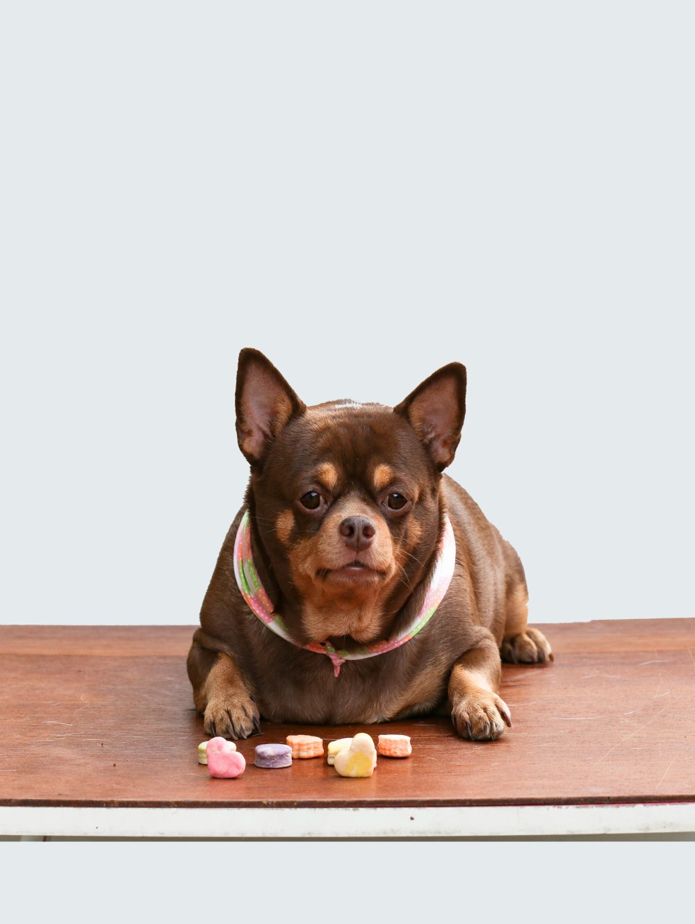 Tackling Canine Obesity