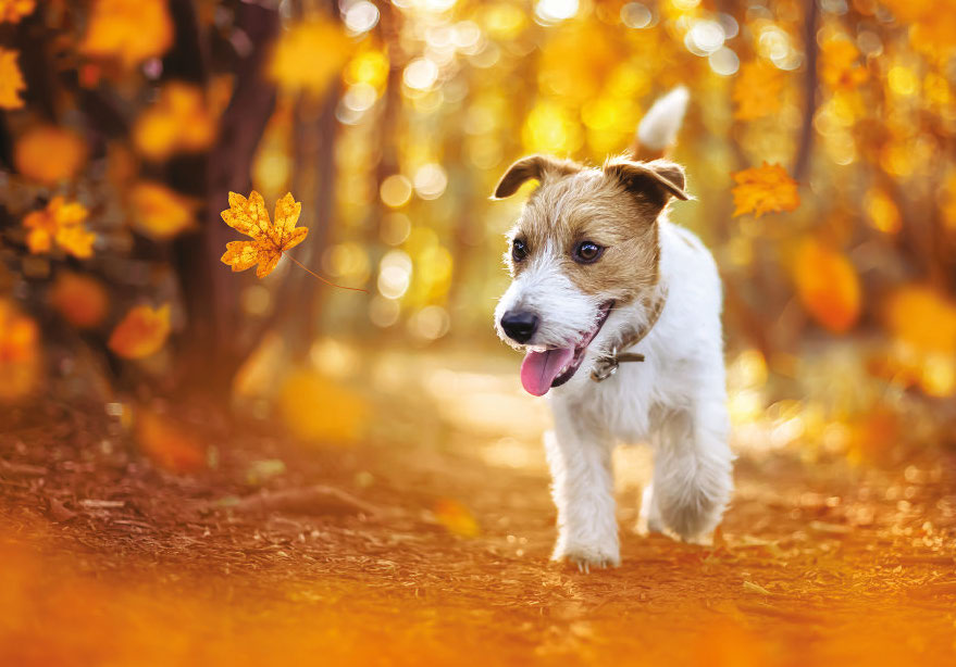 Beware of Autumn Plants that are Toxic to Pets