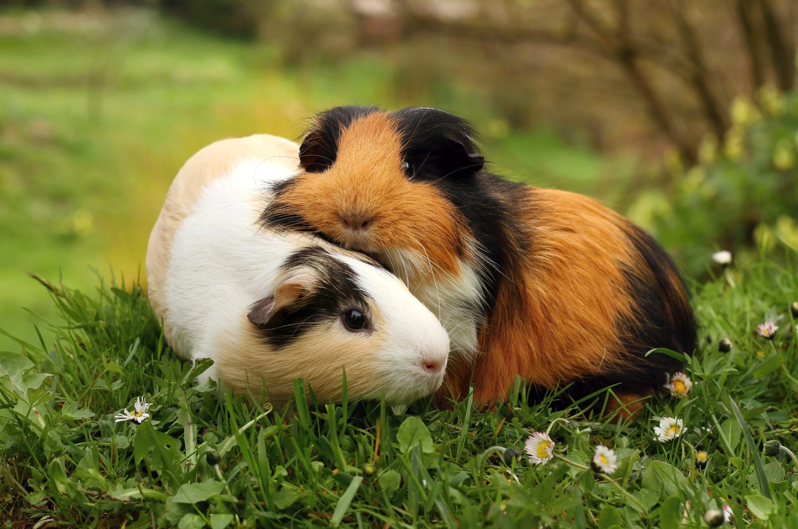 How to Look After your Guinea Pigs