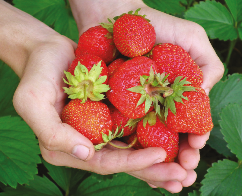 Top Tips for Growing Your Own Fruit – By Carol Klein