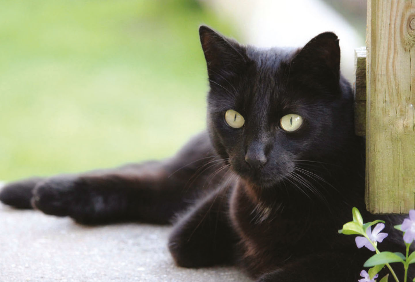 Debunking Common Black Cat Myths