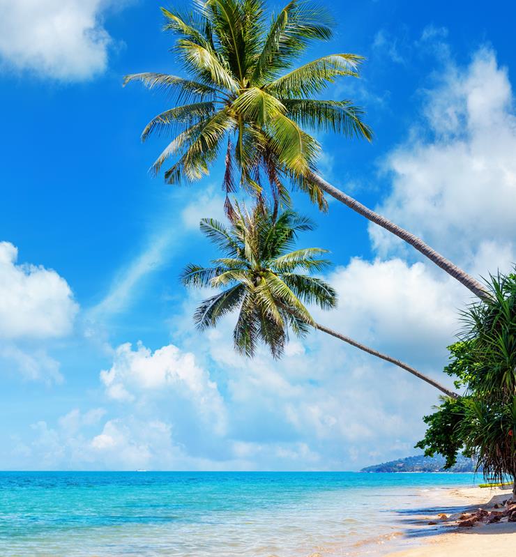 Daydreaming of a Tropical Destination … By Hazel Clayton