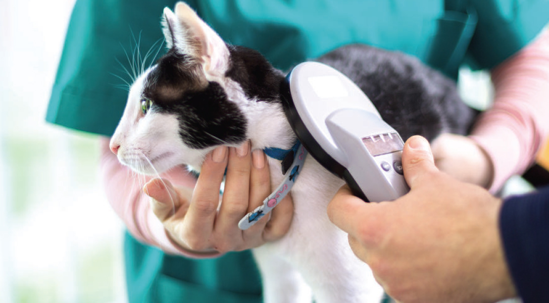 Microchipping Cats – the Law has Changed – by the PDSA