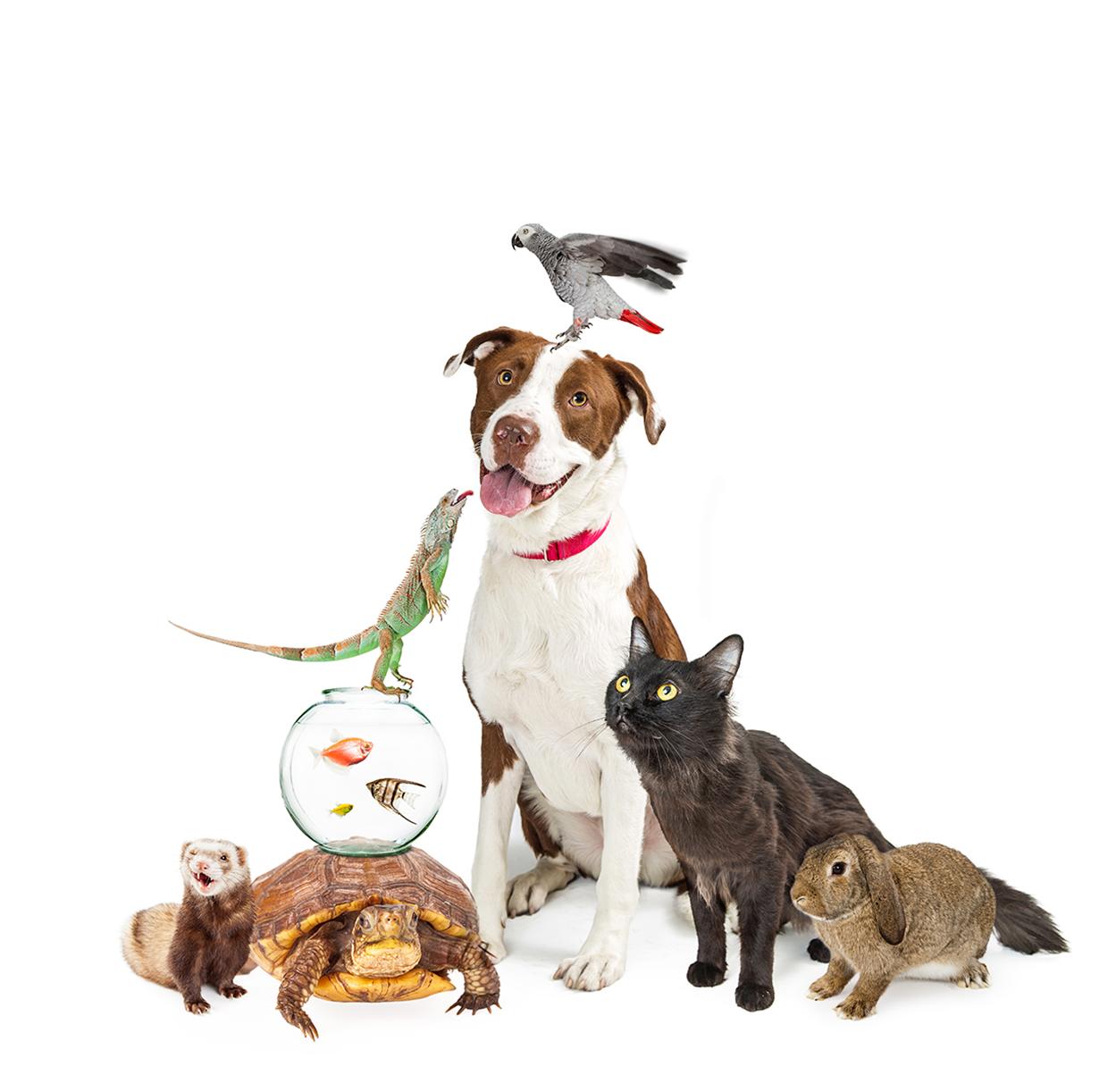 Comforting Companions – By Poppy Fillaine