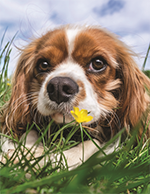 Dogs and Bee Stings – by the PDSA