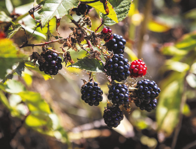 Harvest Time: A Celebration of Seasonal Produce