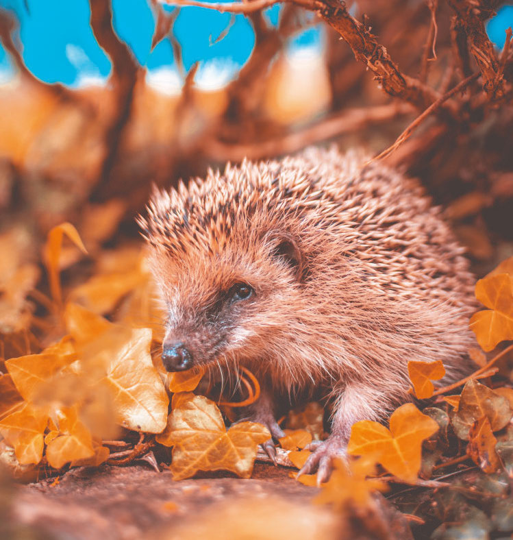 Help Garden Wildlife Prepare For Colder Months